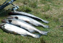 salmon.jpg