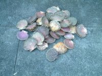 scallops.jpg