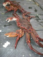 rock crab.jpg
