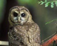 400px-northern_spotted_owl-300x243.jpg