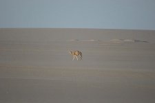 desert.jpg