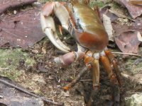 Crab4.JPG