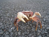 Crab5.JPG