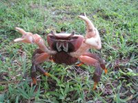 Crab6.JPG