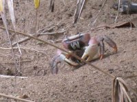 Crab3.JPG