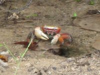 Crab1.JPG