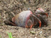 Crab 2.JPG