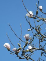 magnolia.jpg