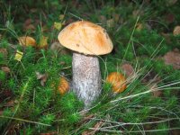 IMG_5420.jpg