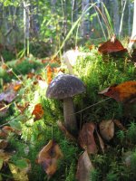 IMG_5418.jpg