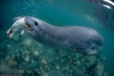 leopard_seals_05.jpg