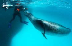 seal5.jpg