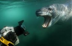 seal4.jpg
