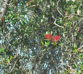 pohutukawa.jpg