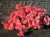 IMG_3848.jpg
