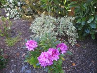 IMG_3854.jpg