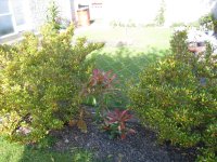 IMG_3850.jpg