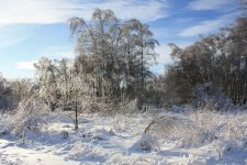 IMG_3311.jpg