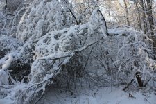 IMG_3353.jpg