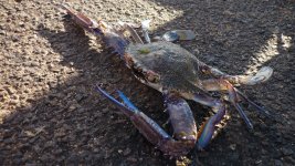 blue crab 2.JPG