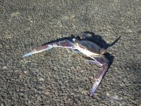 blue crab.JPG