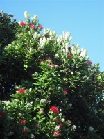 pohutukawa0809.jpg