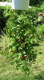 tomato3.jpg