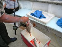 fishingTauranga11.04.jpg