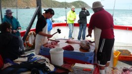 Pete Lamb fillet 2.JPG