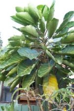 Puka tree.jpg