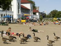 toronto-sunnyside-beach_2651_600x450.jpg