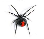 redback_spider.jpg