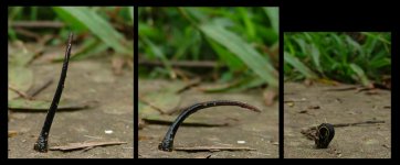 leech.jpg