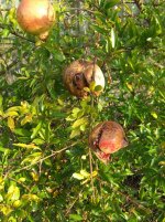 DSCF6517.jpg