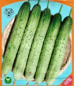 Korean_Cucumber.31113829_std.jpg