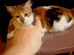 aFu_Cat.gif