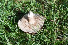 IMG_7239.jpg
