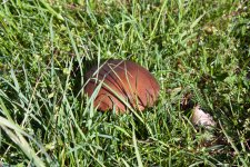 IMG_7238.jpg
