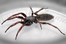 800px-White_tailed_spider.jpg