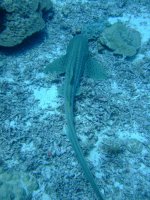 DSCF0715.JPG