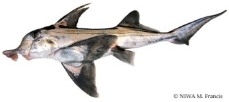 elephantfish.jpg