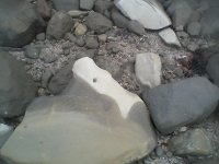 Stone Fish.jpg