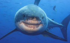 sharkSmile_1515359c.jpg