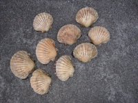 DSCF0925.JPG