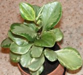 peperomia_magnoliaefolia1_1.jpg