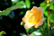 DSC_0308.jpg