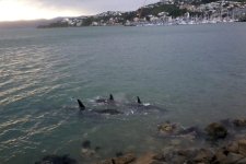 orcas.jpg