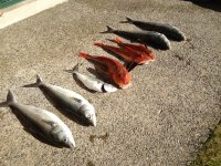 small IMG_0031.JPG