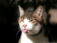 iz manyfaced cat.jpg