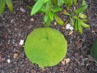 Ground 4.jpg